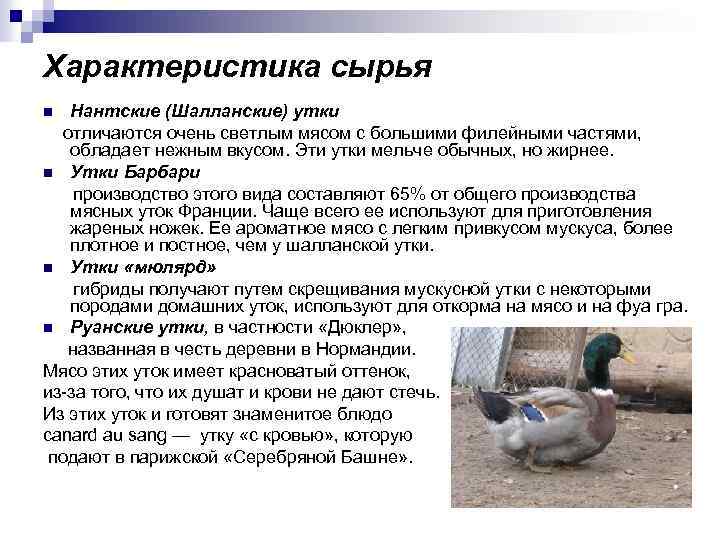 Характеристика сырья Нантские (Шалланские) утки отличаются очень светлым мясом с большими филейными частями, обладает