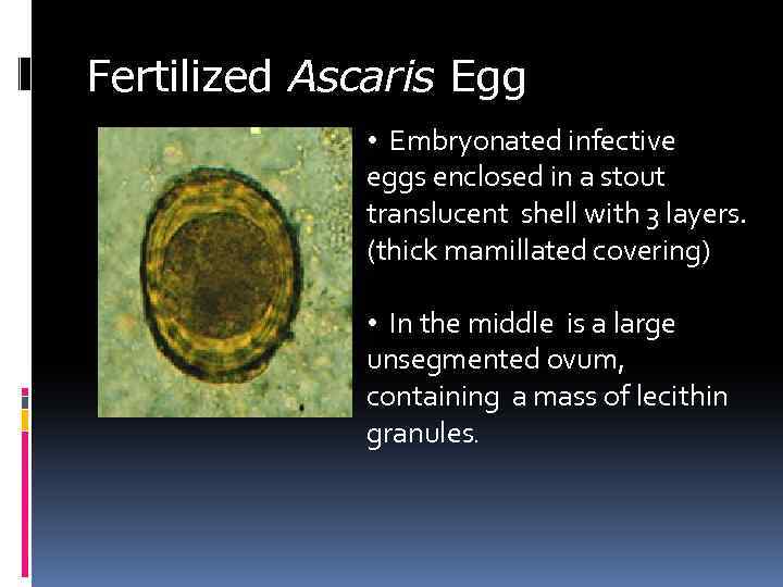 Fertilized Ascaris Egg • Embryonated infective eggs enclosed in a stout translucent shell with
