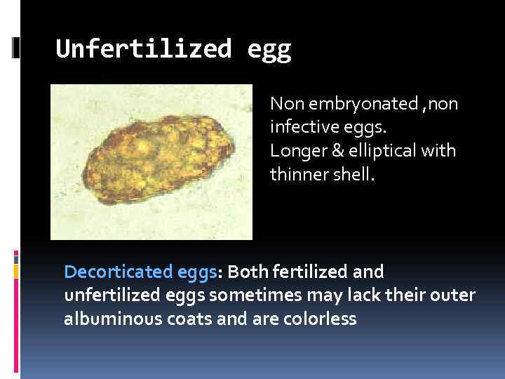 Unfertilized egg Non embryonated , non infective eggs. Longer & elliptical with thinner shell.