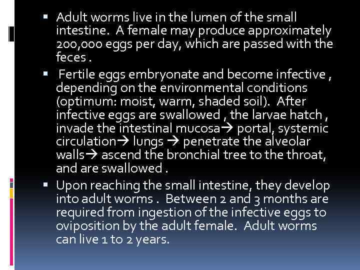  Adult worms live in the lumen of the small intestine. A female may