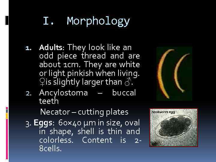 I. Morphology 1. Adults: They look like an odd piece thread and are about