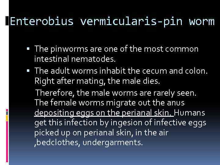Enterobius vermicularis-pin worm The pinworms are one of the most common intestinal nematodes. The