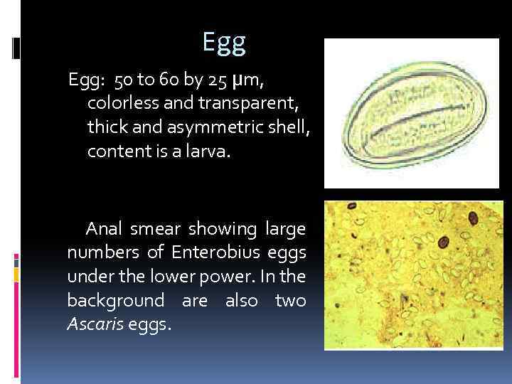 Egg Egg: 50 to 60 by 25 µm, colorless and transparent, thick and asymmetric