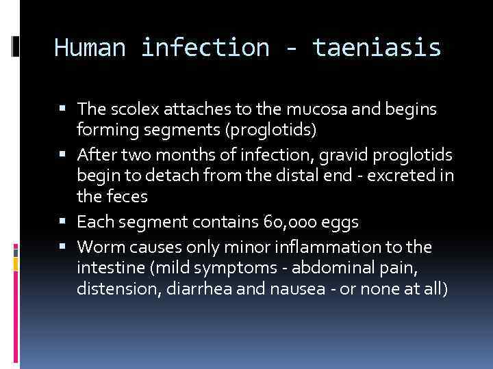 Human infection - taeniasis The scolex attaches to the mucosa and begins forming segments