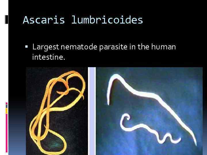 Ascaris lumbricoides Largest nematode parasite in the human intestine. 