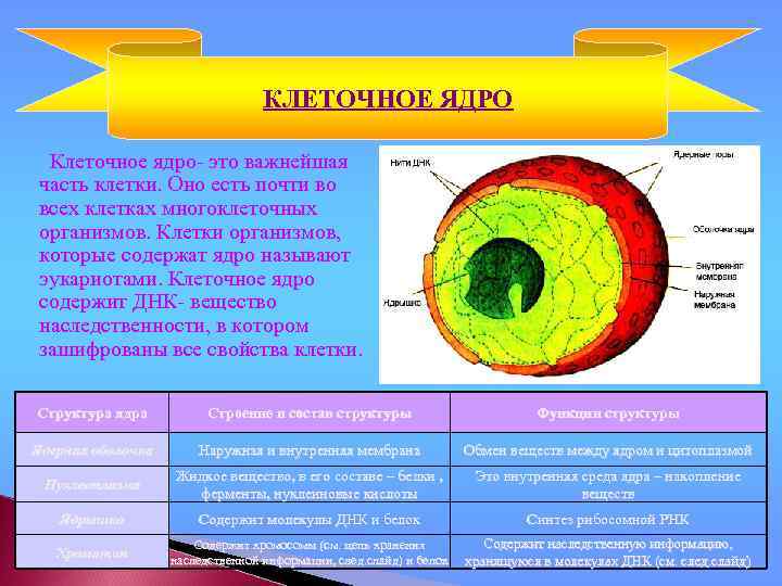 Ядро это. Ядро клетки. Строение ядра. Характеристика клеточного ядра. Строение ядра эукариотической клетки.