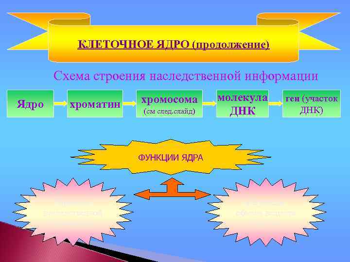 КЛЕТОЧНОЕ ЯДРО (продолжение) Схема строения наследственной информации Ядро хроматин хромосома (см след. слайд) молекула