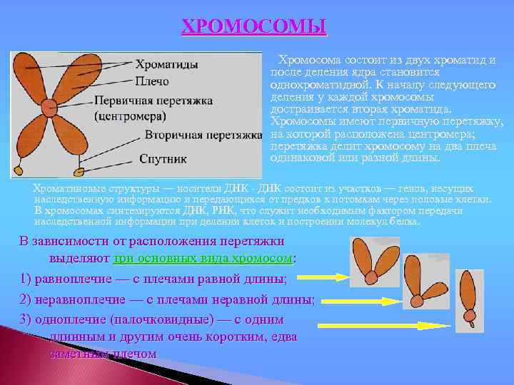 ХРОМОСОМЫ Хромосома состоит из двух хроматид и после деления ядра становится однохроматидной. К началу