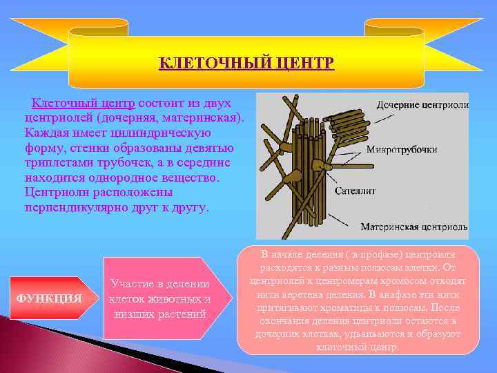 КЛЕТОЧНЫЙ ЦЕНТР Клеточный центр состоит из двух центриолей (дочерняя, материнская). Каждая имеет цилиндрическую форму,