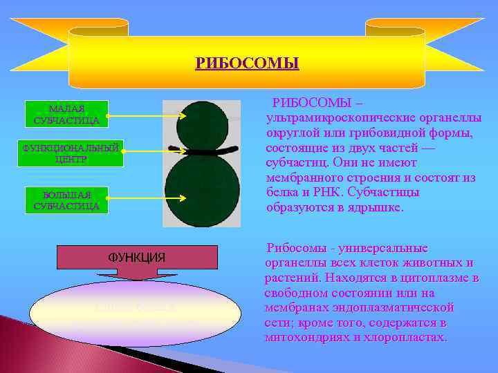 РИБОСОМЫ МАЛАЯ СУБЧАСТИЦА ФУНКЦИОНАЛЬНЫЙ ЦЕНТР БОЛЬШАЯ СУБЧАСТИЦА ФУНКЦИЯ Синтез белка в функциональном центре РИБОСОМЫ