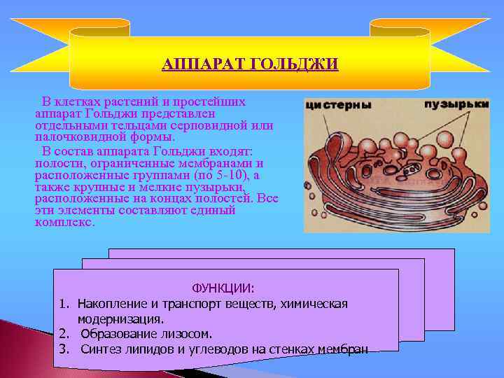 АППАРАТ ГОЛЬДЖИ В клетках растений и простейших аппарат Гольджи представлен отдельными тельцами серповидной или