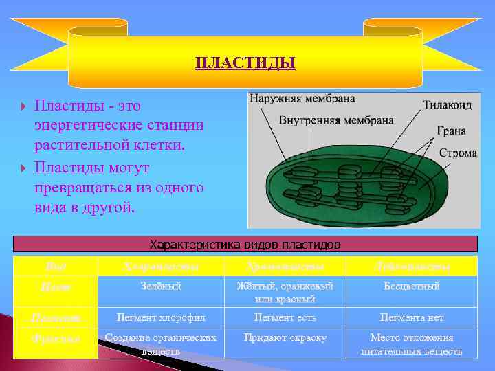 ПЛАСТИДЫ Пластиды - это энергетические станции растительной клетки. Пластиды могут превращаться из одного вида
