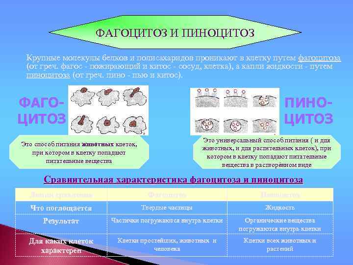 ФАГОЦИТОЗ И ПИНОЦИТОЗ Крупные молекулы белков и полисахаридов проникают в клетку путем фагоцитоза (от