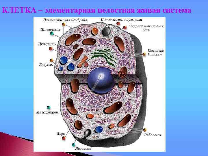 КЛЕТКА – элементарная целостная живая система 