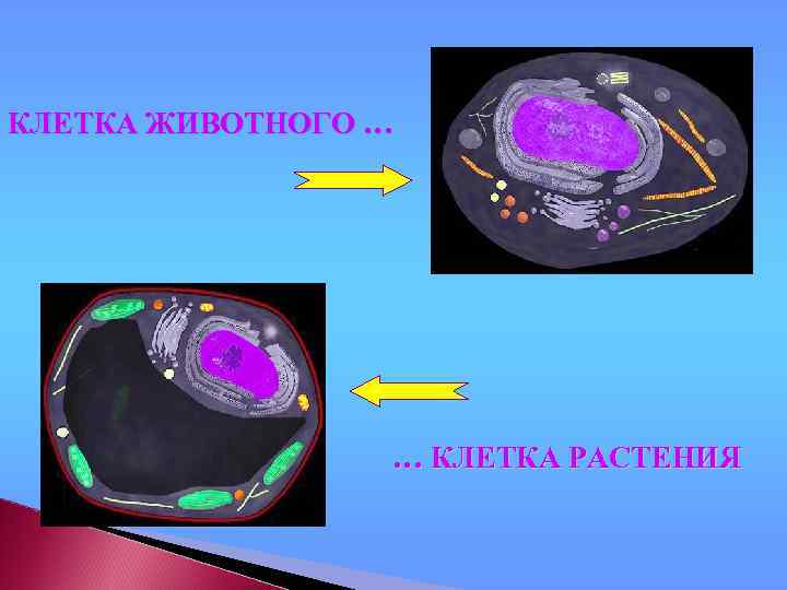 КЛЕТКА ЖИВОТНОГО … … КЛЕТКА РАСТЕНИЯ 