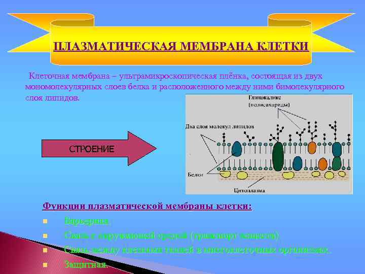 ПЛАЗМАТИЧЕСКАЯ МЕМБРАНА КЛЕТКИ Клеточная мембрана – ультрамикроскопическая плёнка, состоящая из двух мономолекулярных слоев белка