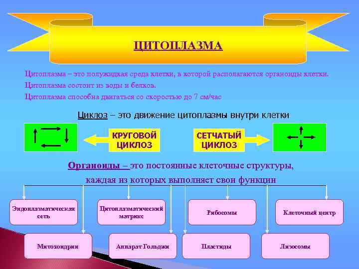 ЦИТОПЛАЗМА Цитоплазма – это полужидкая среда клетки, в которой располагаются органоиды клетки. Цитоплазма состоит