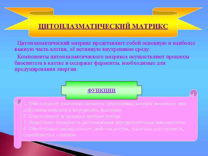 ЦИТОПЛАЗМАТИЧЕСКИЙ МАТРИКС Цитоплазматический матрикс представляет собой основную и наиболее важную часть клетки, её истинную