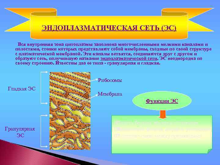 ЭНДОПЛАЗМАТИЧЕСКАЯ СЕТЬ (ЭС) Вся внутренняя зона цитоплазмы заполнена многочисленными мелкими каналами и полостями, стенки