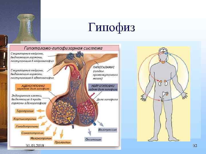 Гипофиз 31. 01. 2018 32 