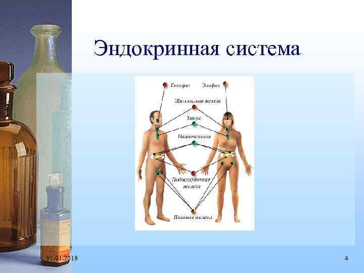 Эндокринная система 31. 01. 2018 4 