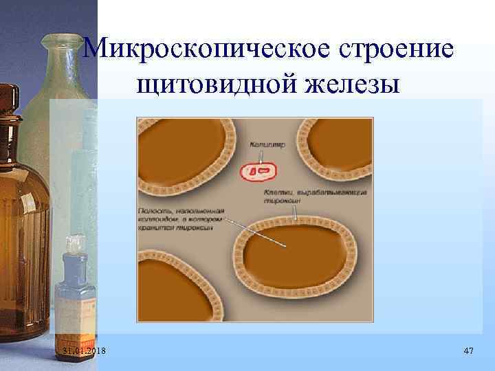 Микроскопическое строение щитовидной железы 31. 01. 2018 47 