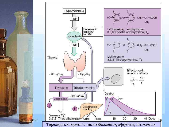 31. 01. 2018 50 Тиреоидные гормоны- высвобождение, эффекты, выведение 