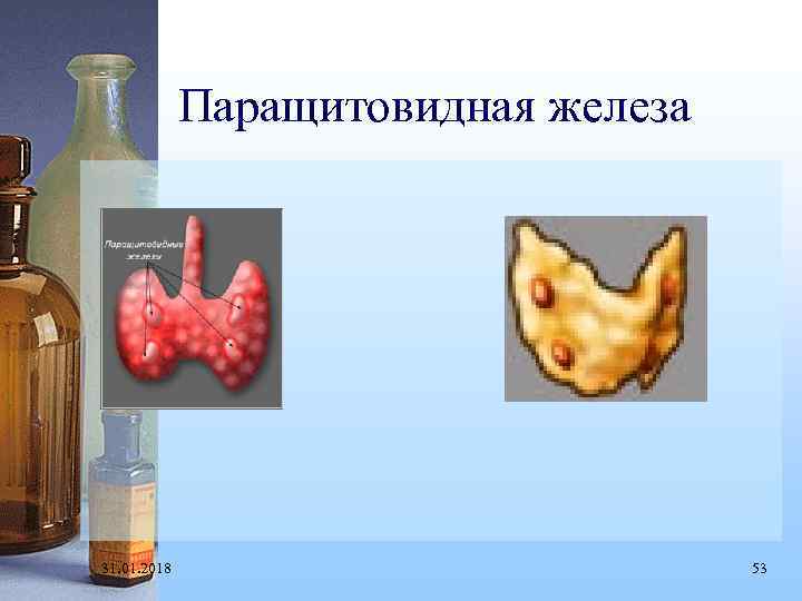 Паращитовидная железа 31. 01. 2018 53 