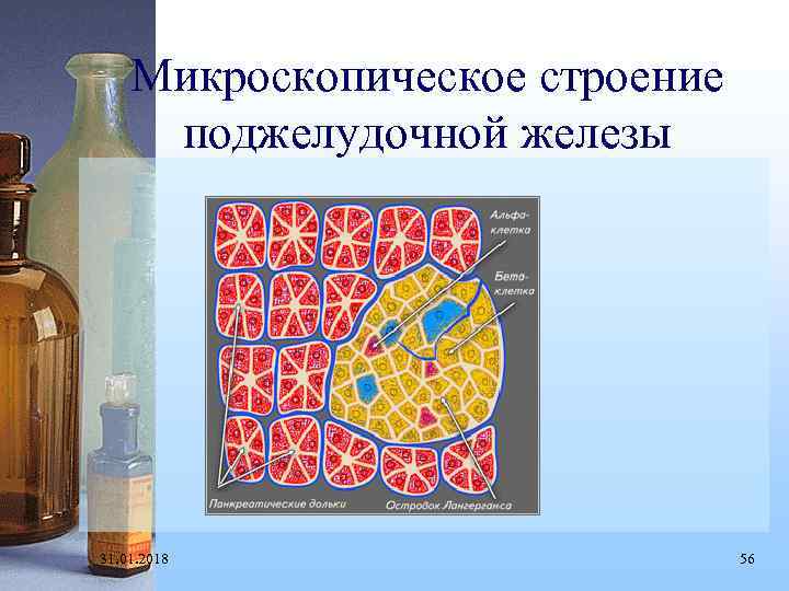 Микроскопическое строение поджелудочной железы 31. 01. 2018 56 