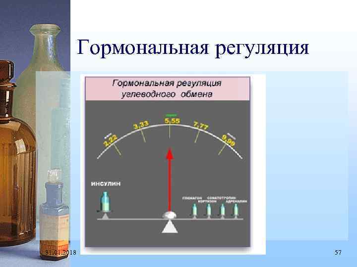 Гормональная регуляция 31. 01. 2018 57 