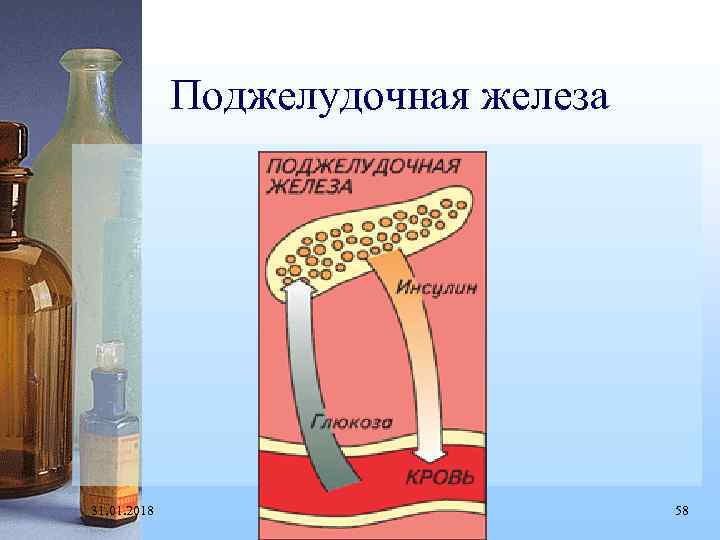 Поджелудочная железа 31. 01. 2018 58 