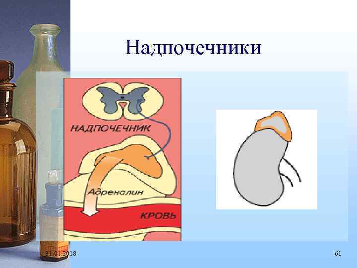 Надпочечники 31. 01. 2018 61 