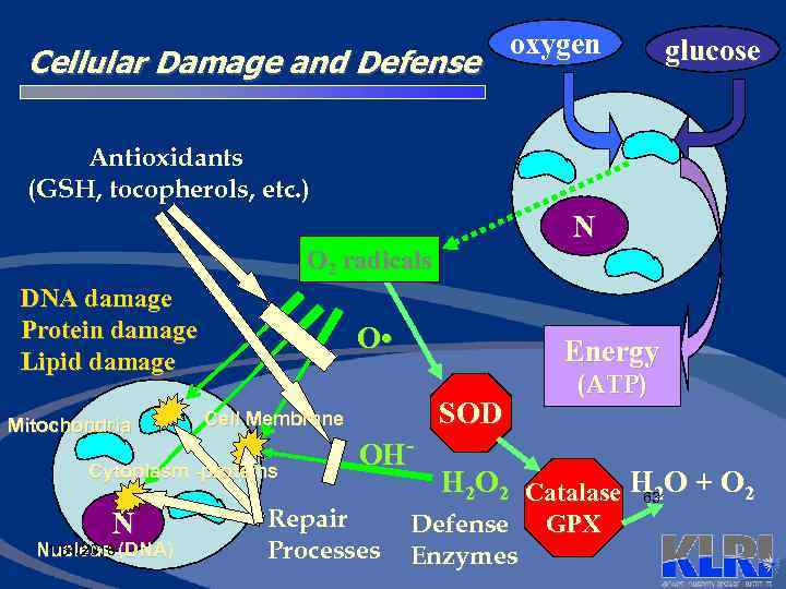 Cellular Damage and Defense oxygen glucose Antioxidants (GSH, tocopherols, etc. ) N O 2