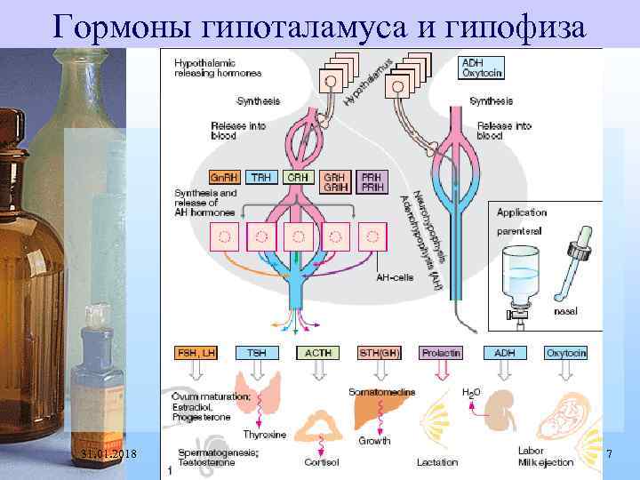 Гормоны гипоталамуса и гипофиза 31. 01. 2018 7 