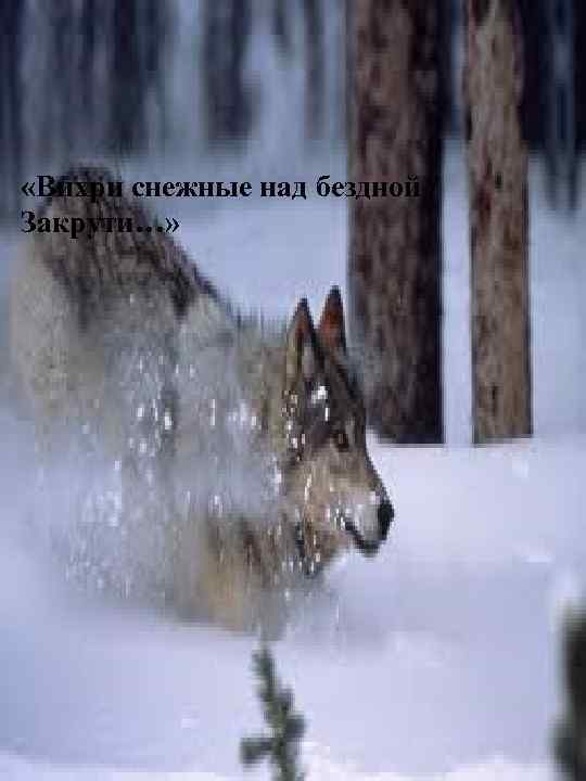  «Вихри снежные над бездной / Закрути…» 