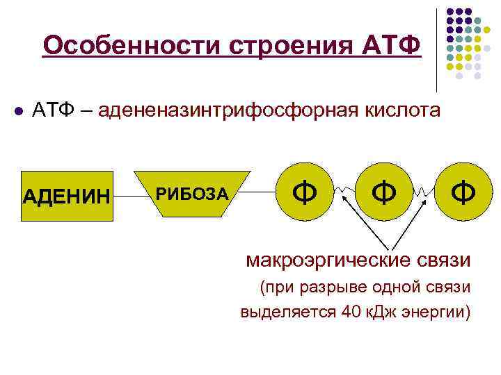 Особенности строения АТФ l АТФ – адененазинтрифосфорная кислота АДЕНИН РИБОЗА Ф Ф Ф макроэргические