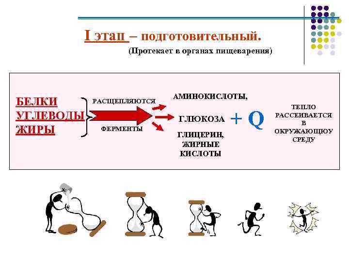 I этап – подготовительный. (Протекает в органах пищеварения) БЕЛКИ УГЛЕВОДЫ ЖИРЫ РАСЩЕПЛЯЮТСЯ АМИНОКИСЛОТЫ, ГЛЮКОЗА