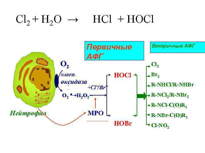 Cl 2 + H 2 O → O 2 HСl + HOCl Первичные АФГ
