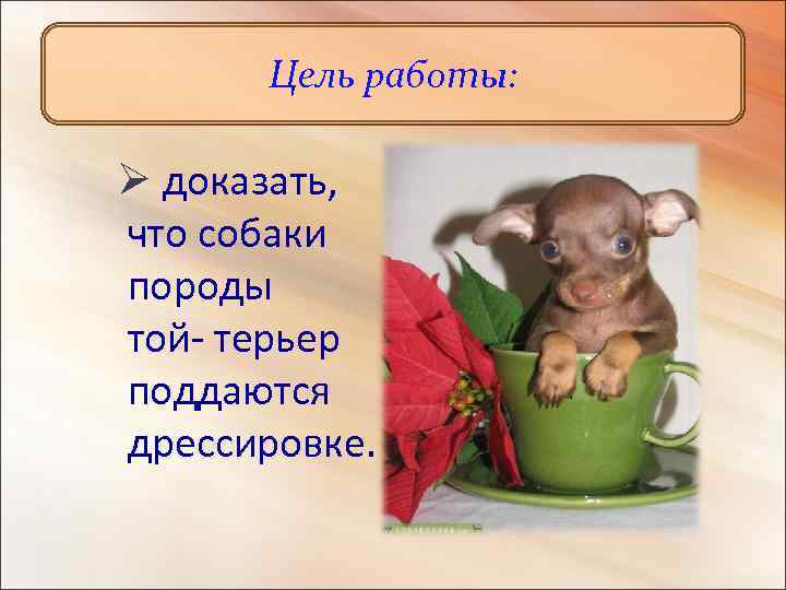 Цель работы: Ø доказать, что собаки породы той- терьер поддаются дрессировке. 