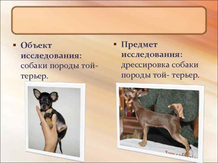 § Объект исследования: собаки породы тойтерьер. § Предмет исследования: дрессировка собаки породы той- терьер.