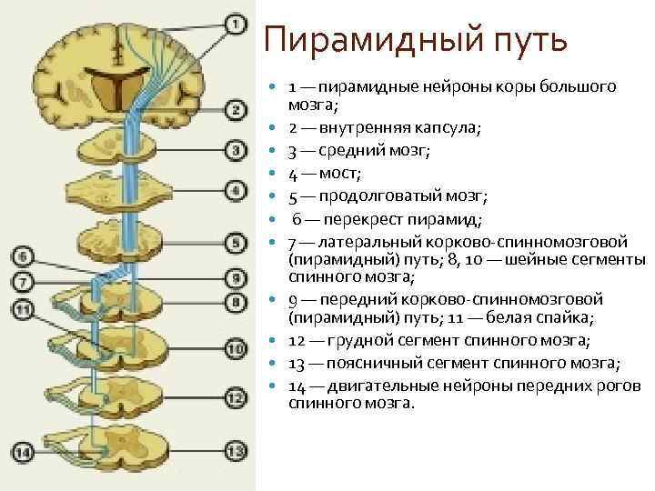 Пирамидные пути картинки