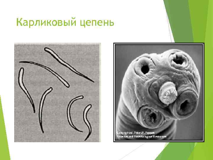 Карликовый цепень 