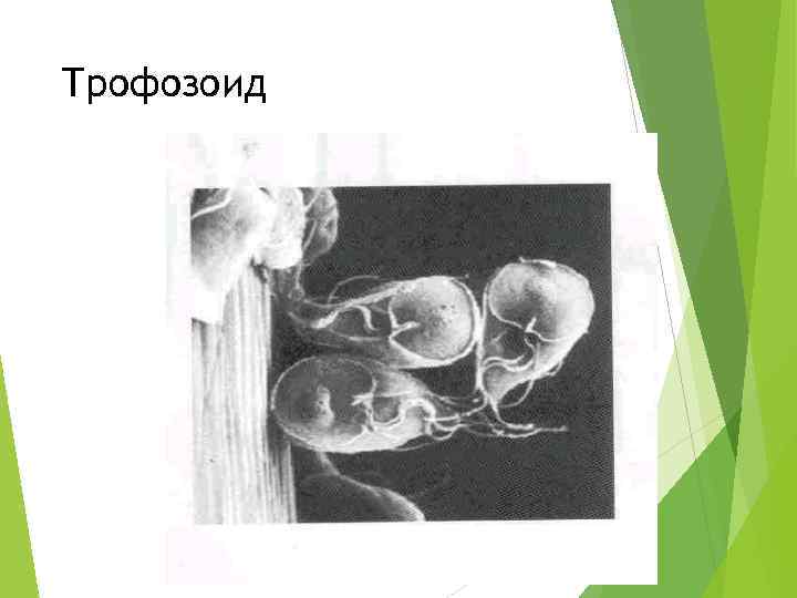 Трофозоид 