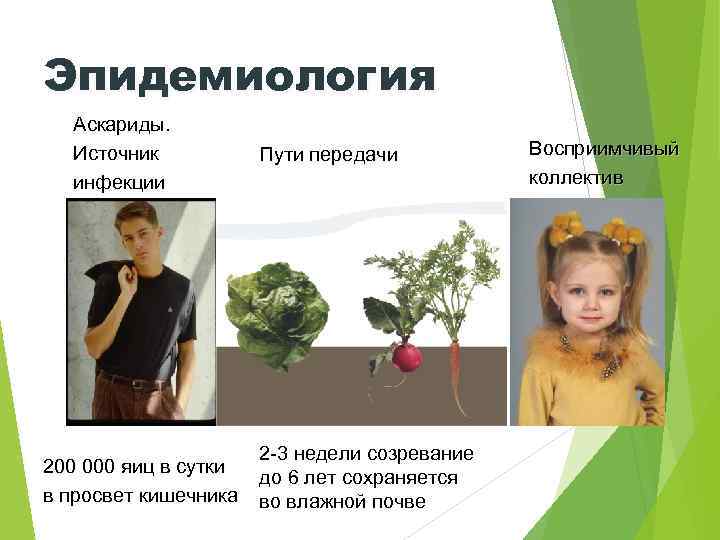 Эпидемиология Аскариды. Источник инфекции 200 000 яиц в сутки в просвет кишечника Пути передачи