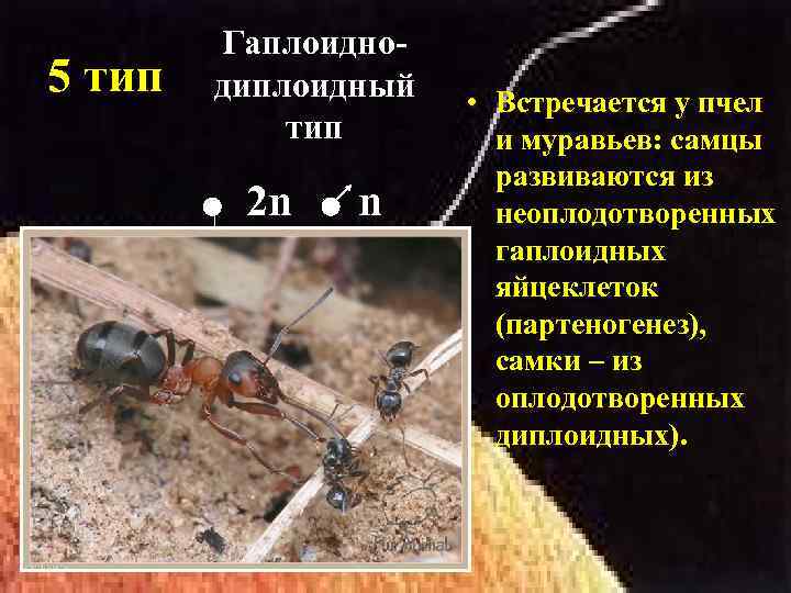 5 тип Гаплоиднодиплоидный тип 2 n n • Встречается у пчел и муравьев: самцы