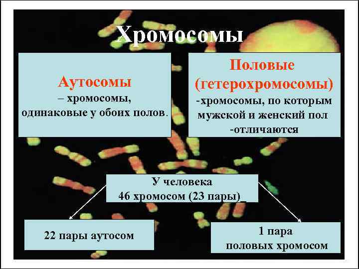 Хромосомы Аутосомы – хромосомы, одинаковые у обоих полов. Половые (гетерохромосомы) -хромосомы, по которым мужской