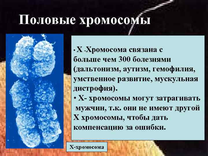 Половые хромосомы • Х -Хромосома связана с больше чем 300 болезнями (дальтонизм, аутизм, гемофилия,