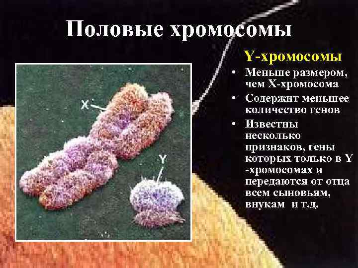 Половые хромосомы Y-хромосомы • Меньше размером, чем Х-хромосома • Содержит меньшее количество генов •