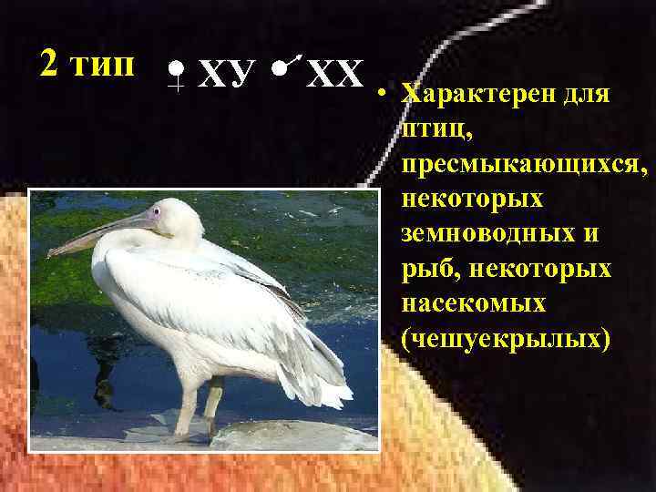 2 тип ХУ ХХ • Характерен для птиц, пресмыкающихся, некоторых земноводных и рыб, некоторых
