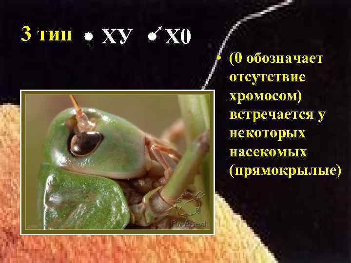 3 тип ХУ Х 0 • (0 обозначает отсутствие хромосом) встречается у некоторых насекомых